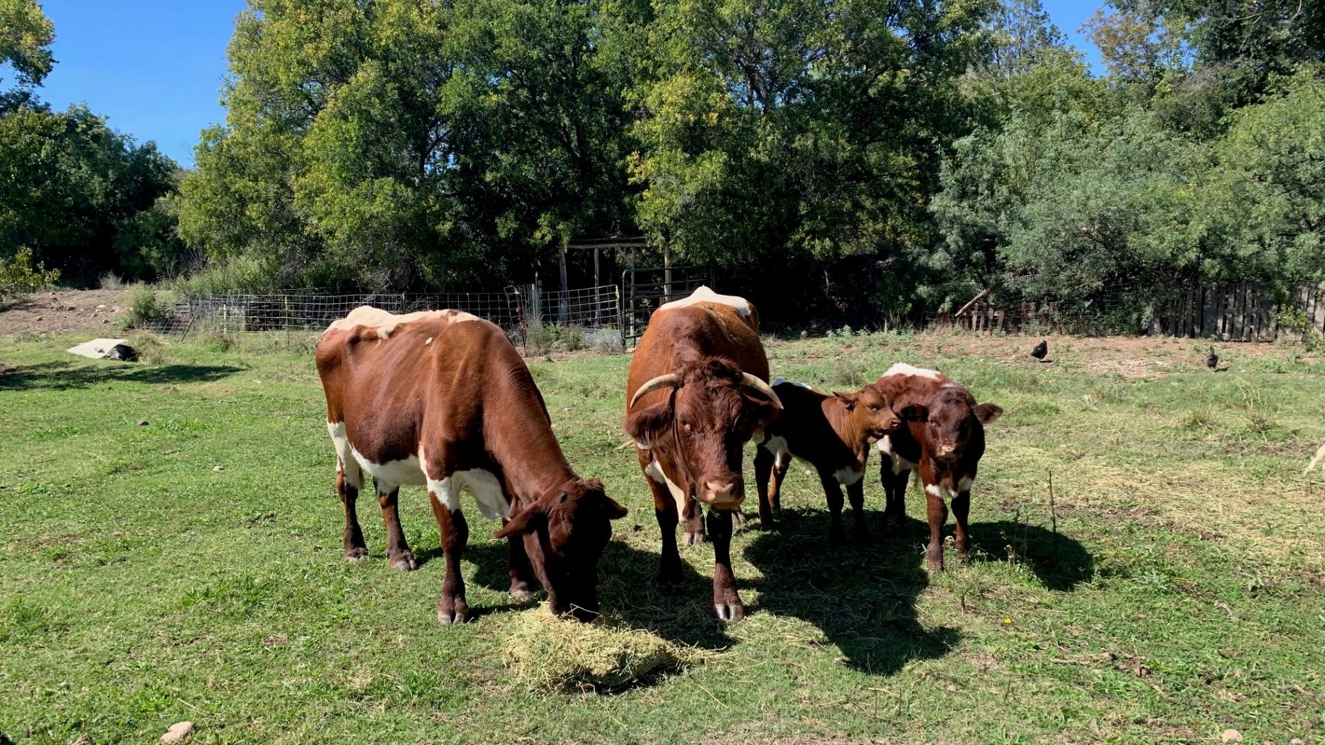 Cows and calves