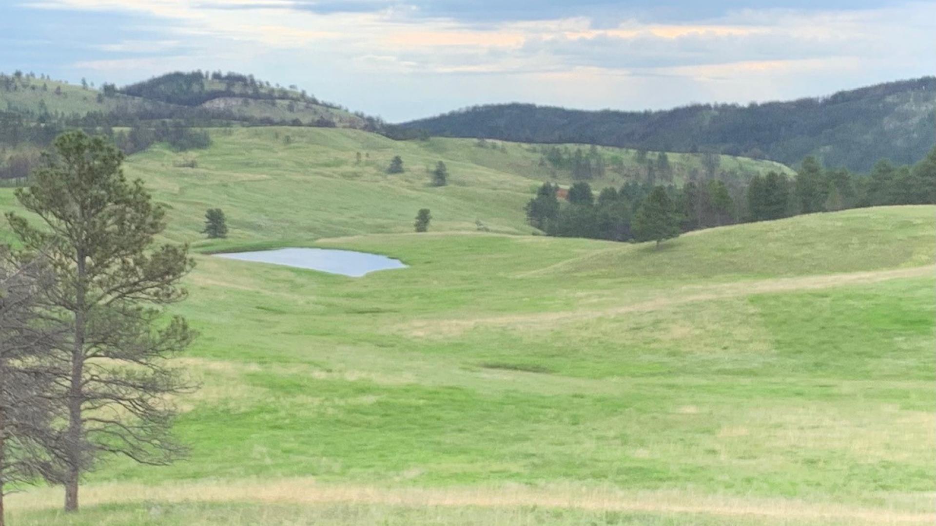 Landscape of Custer State Park, SD