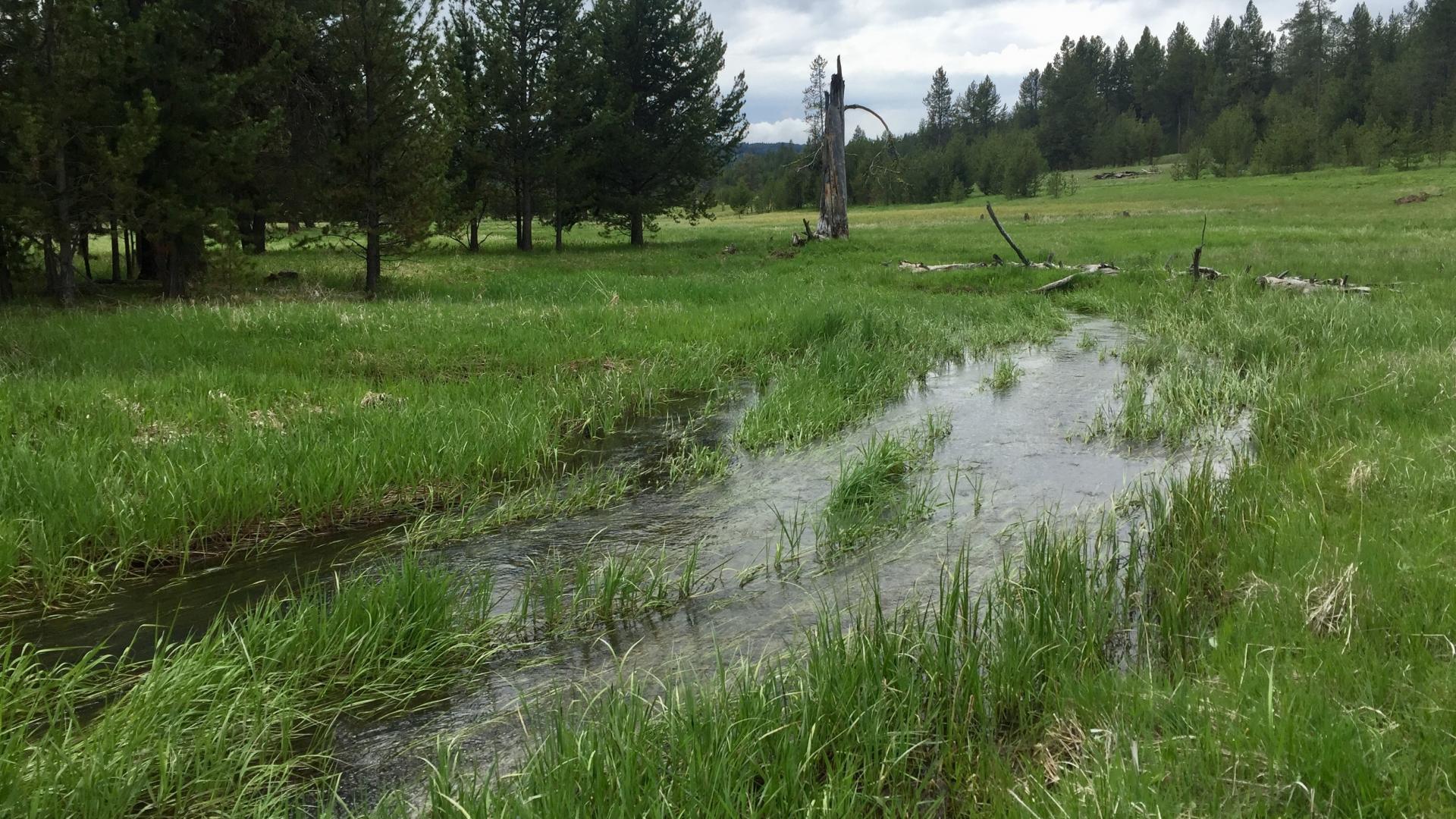 Meadow stream, Idaho