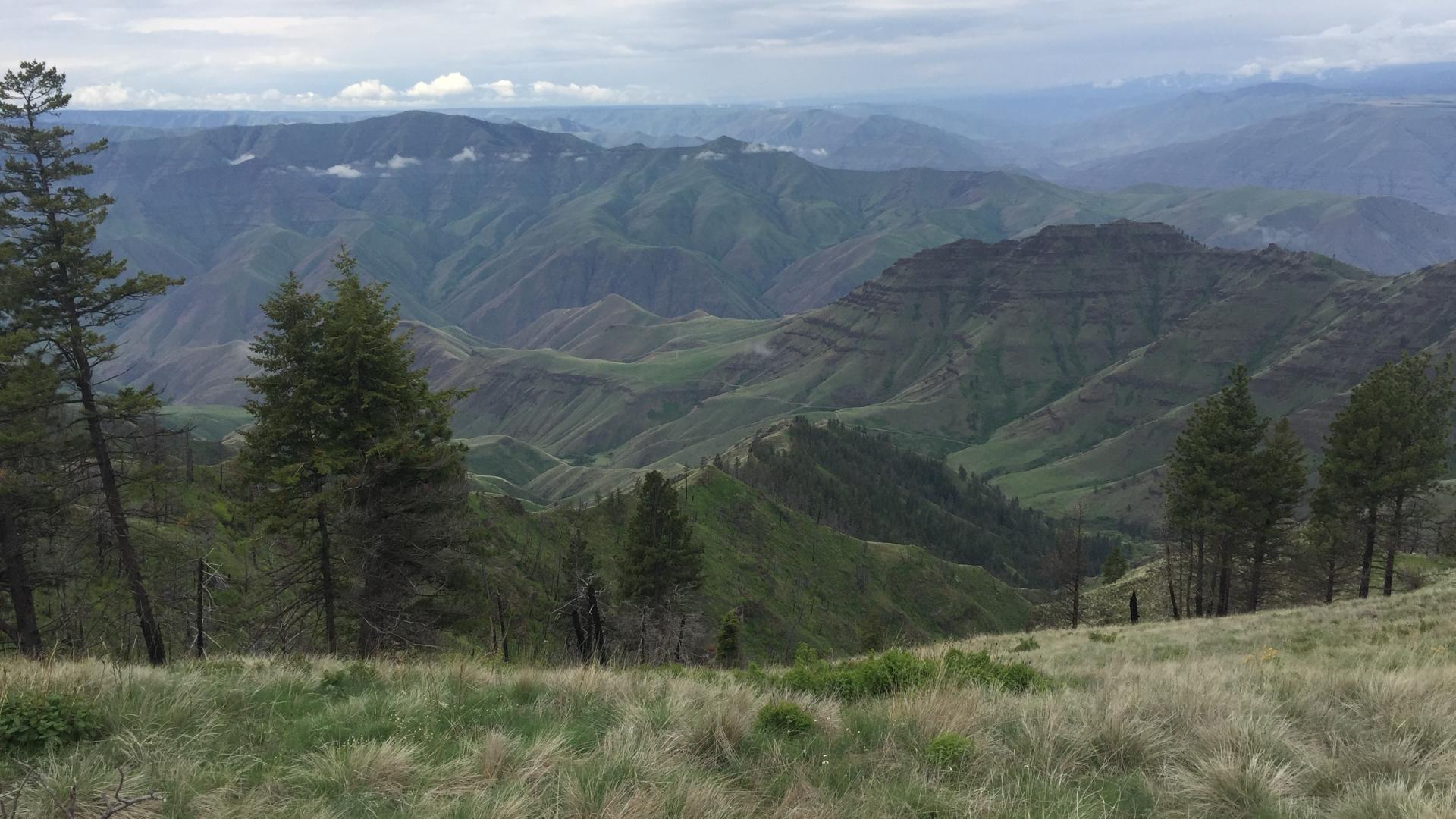 Grasslands in the breaks of the Snake River, ID