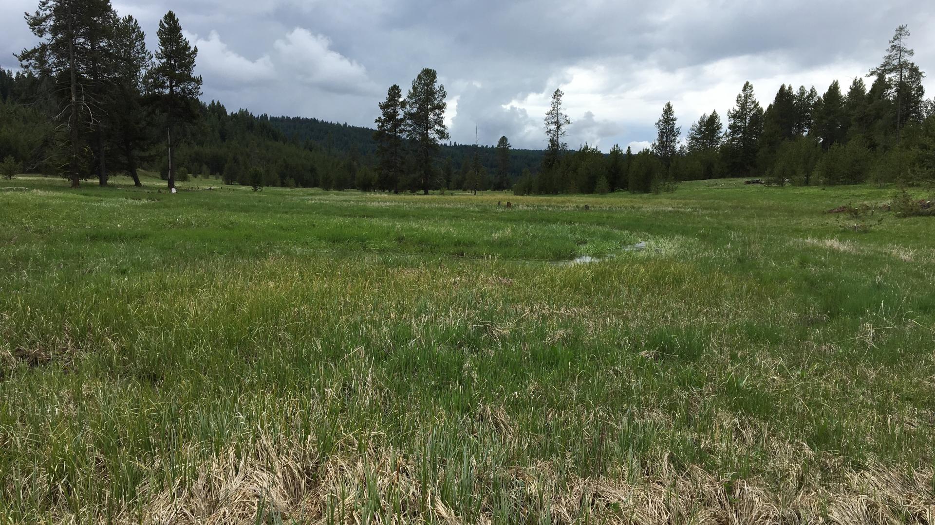 Stream running through open meadow
