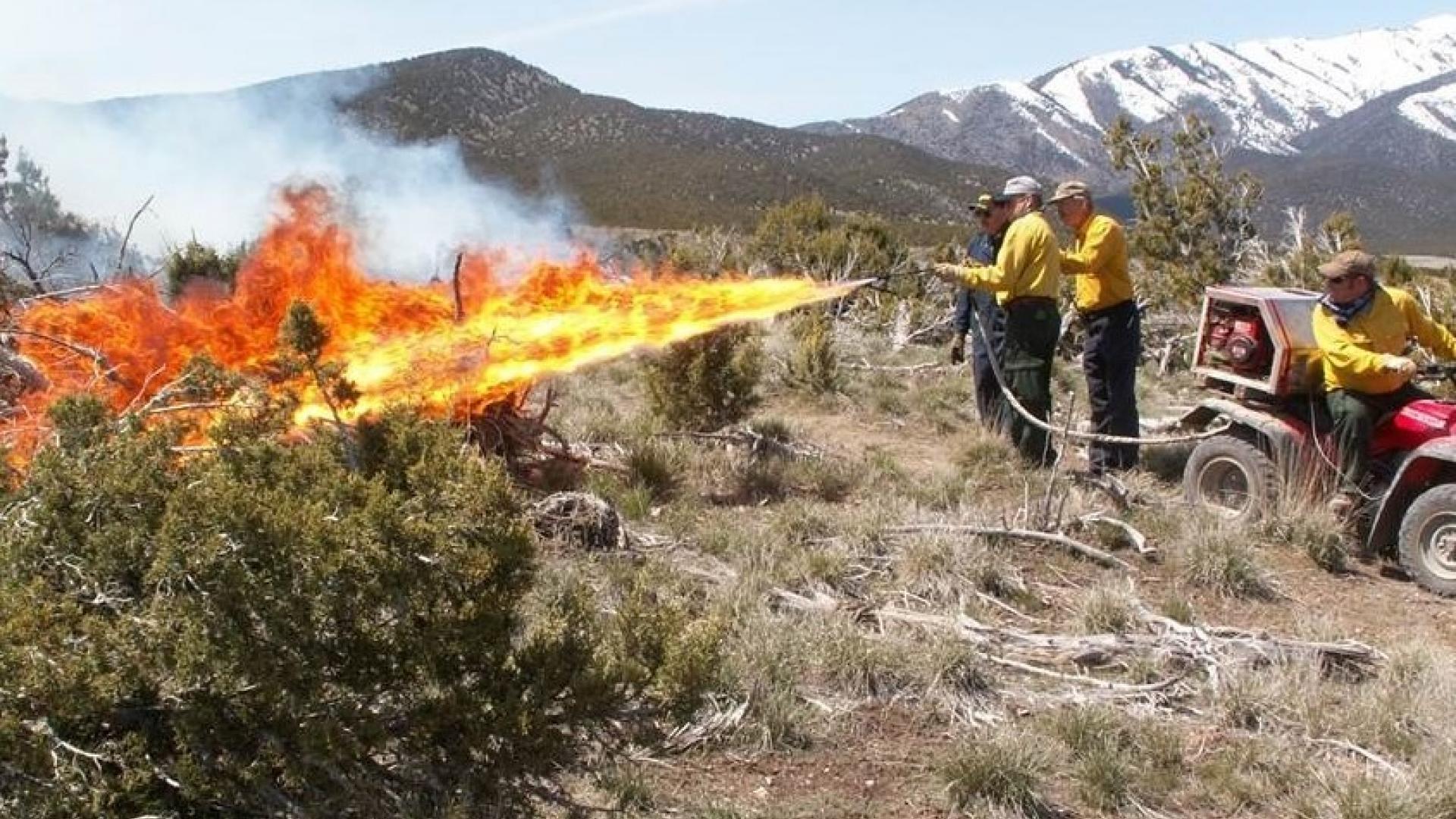 Three firefighters lightling vegetation using a Terra Torch