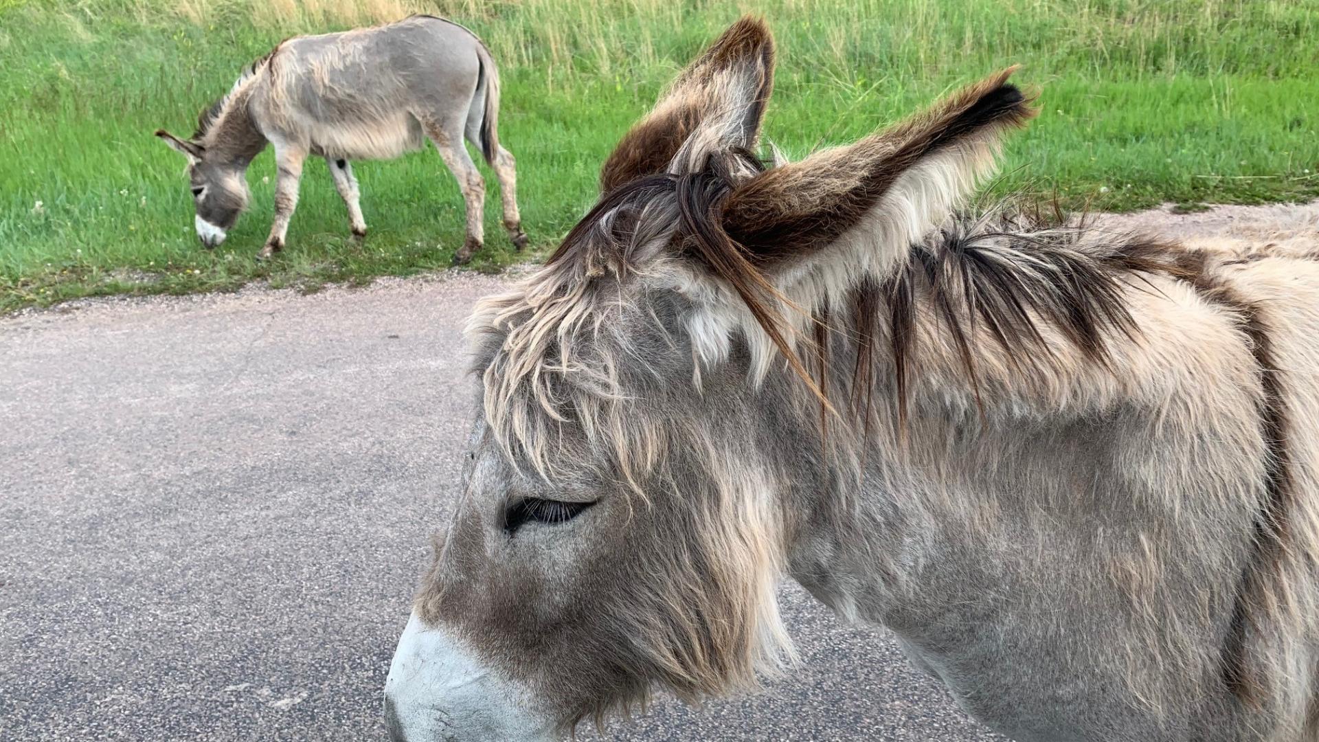 Two wild burros along road, ND