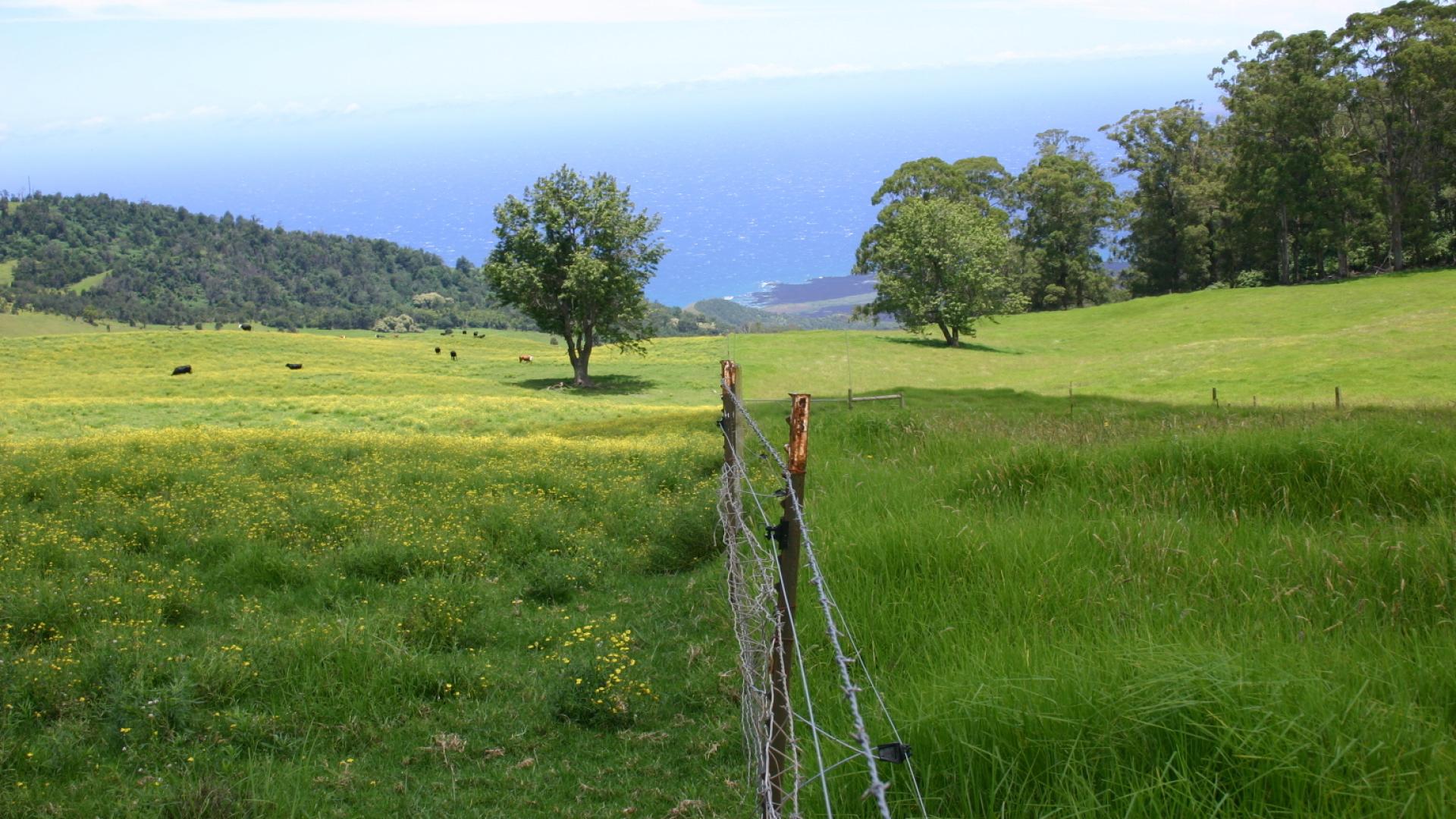 Ulupalakua fireweed invasive