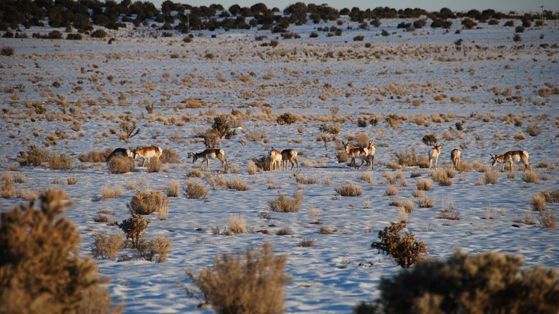 Pronghorn on grasland