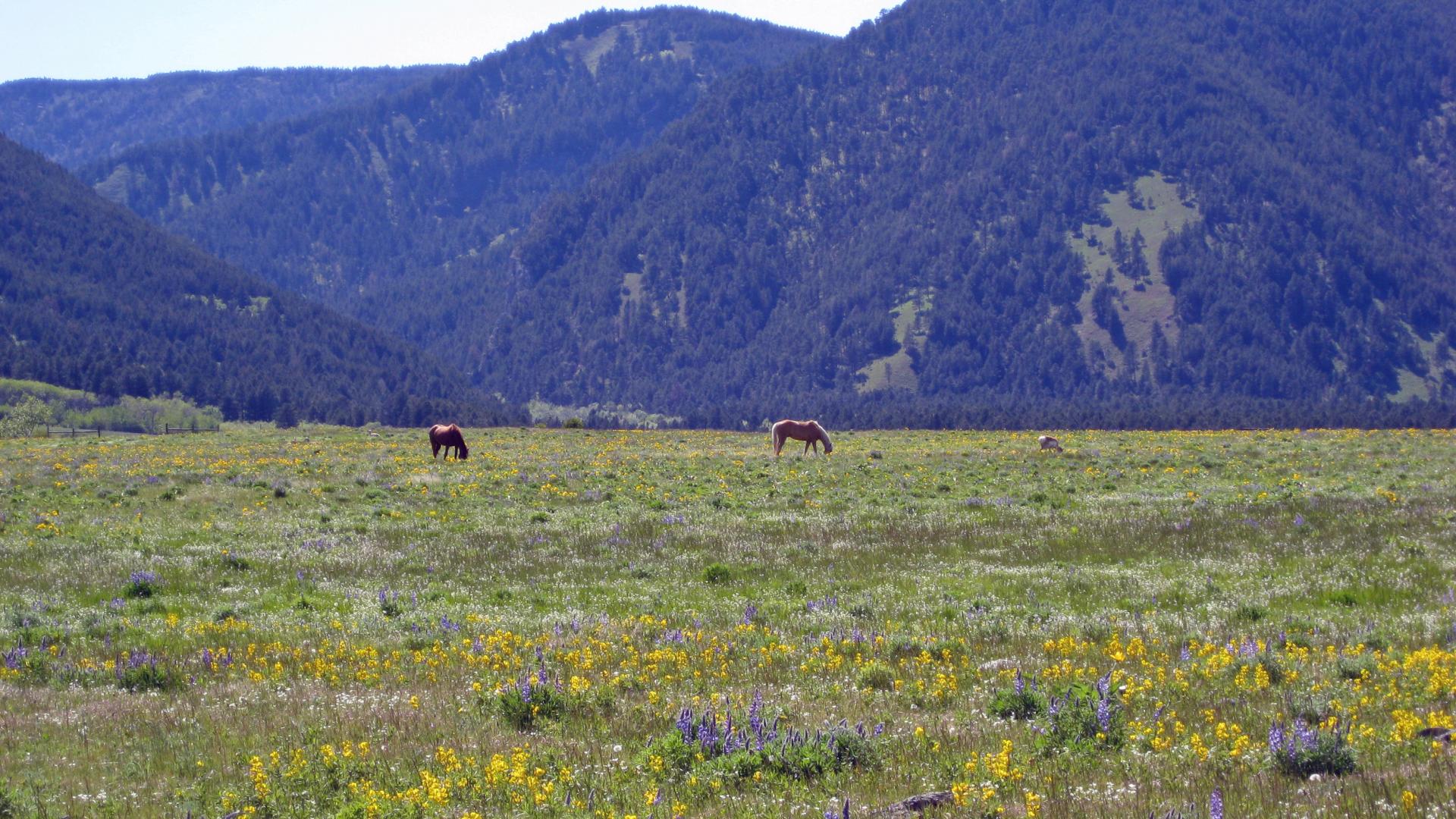 Horses grazing on grassland with mountains in back