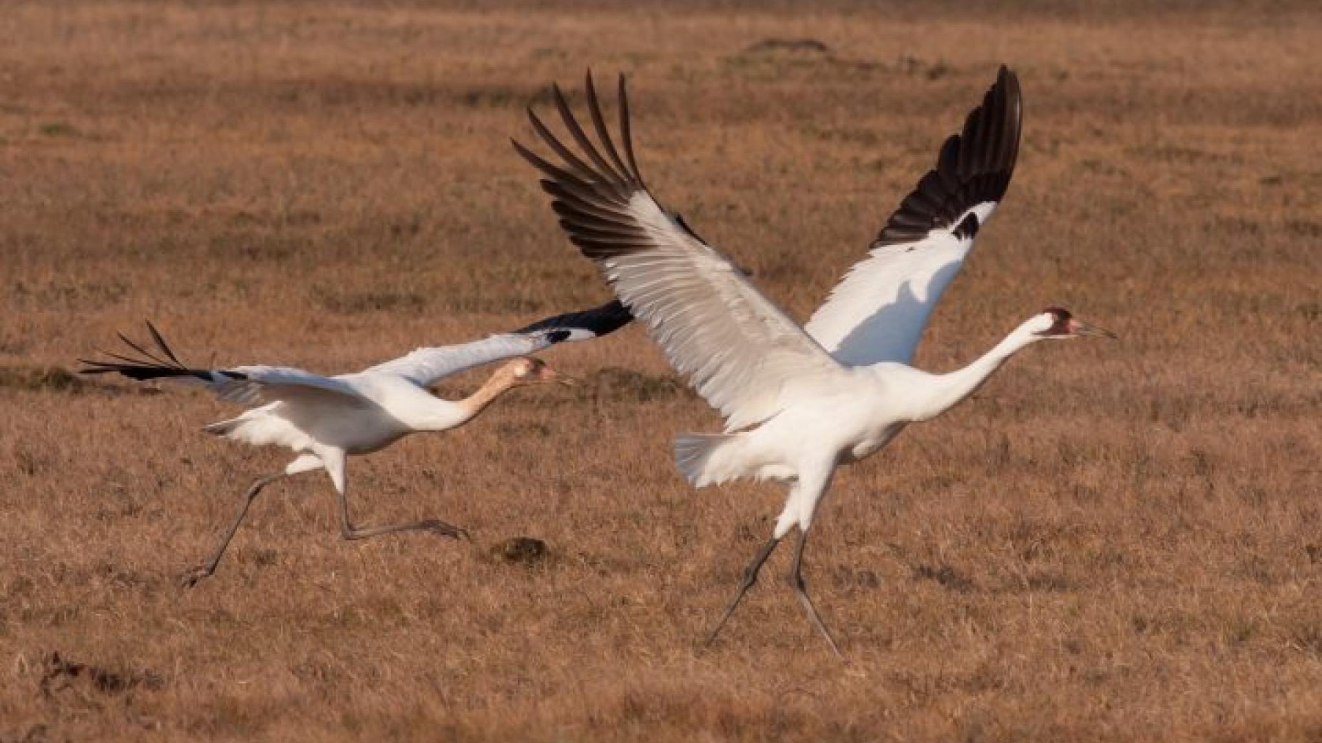Wooping crane pair taking flight