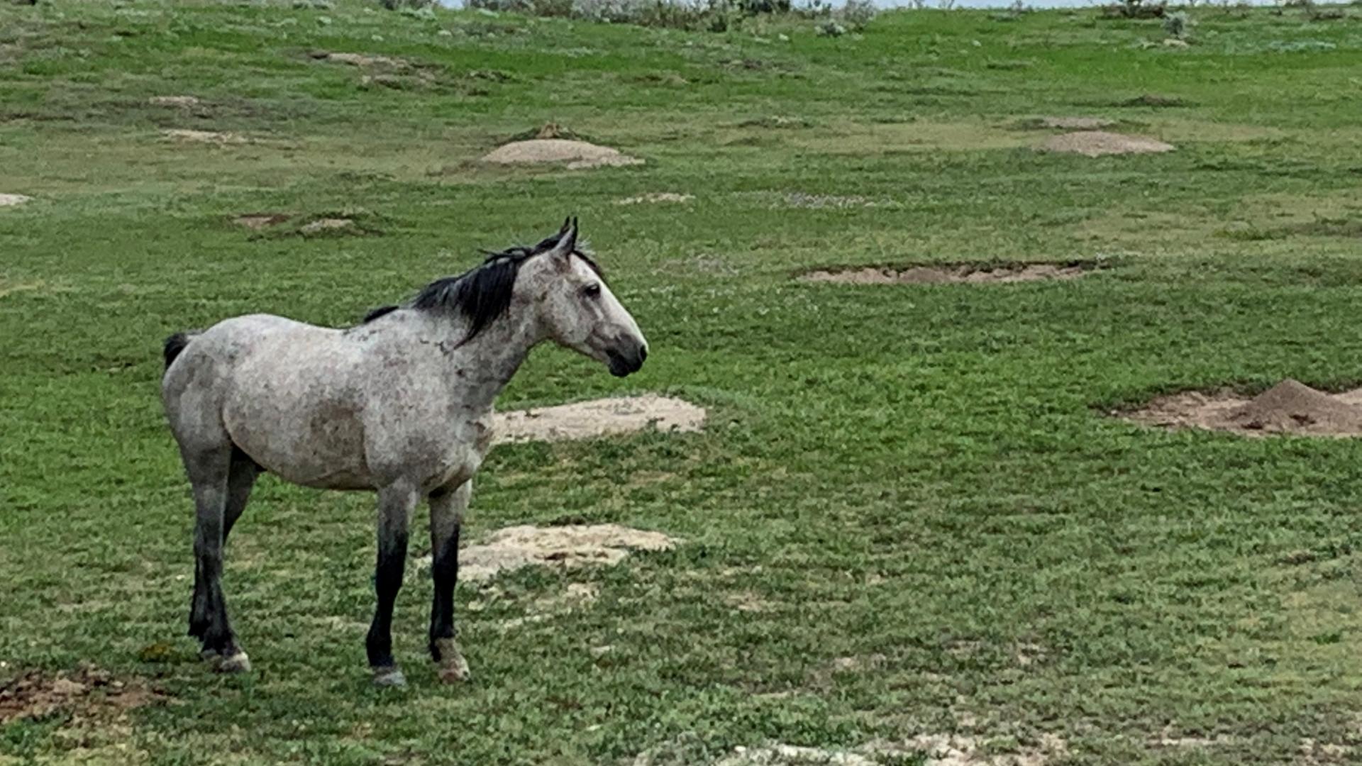 Wild horse in a prairie dog town, ND