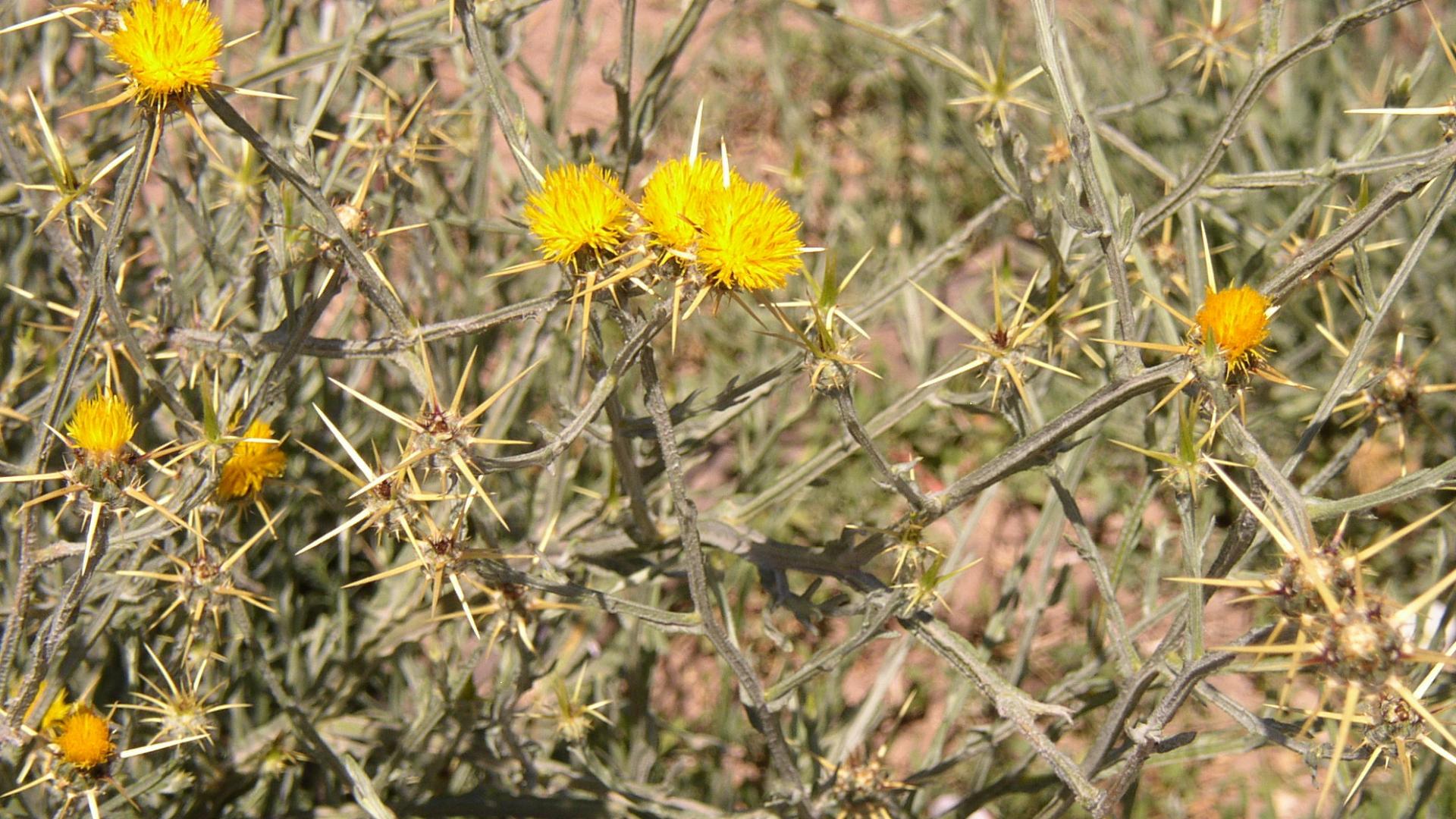 Yellow Starthistle