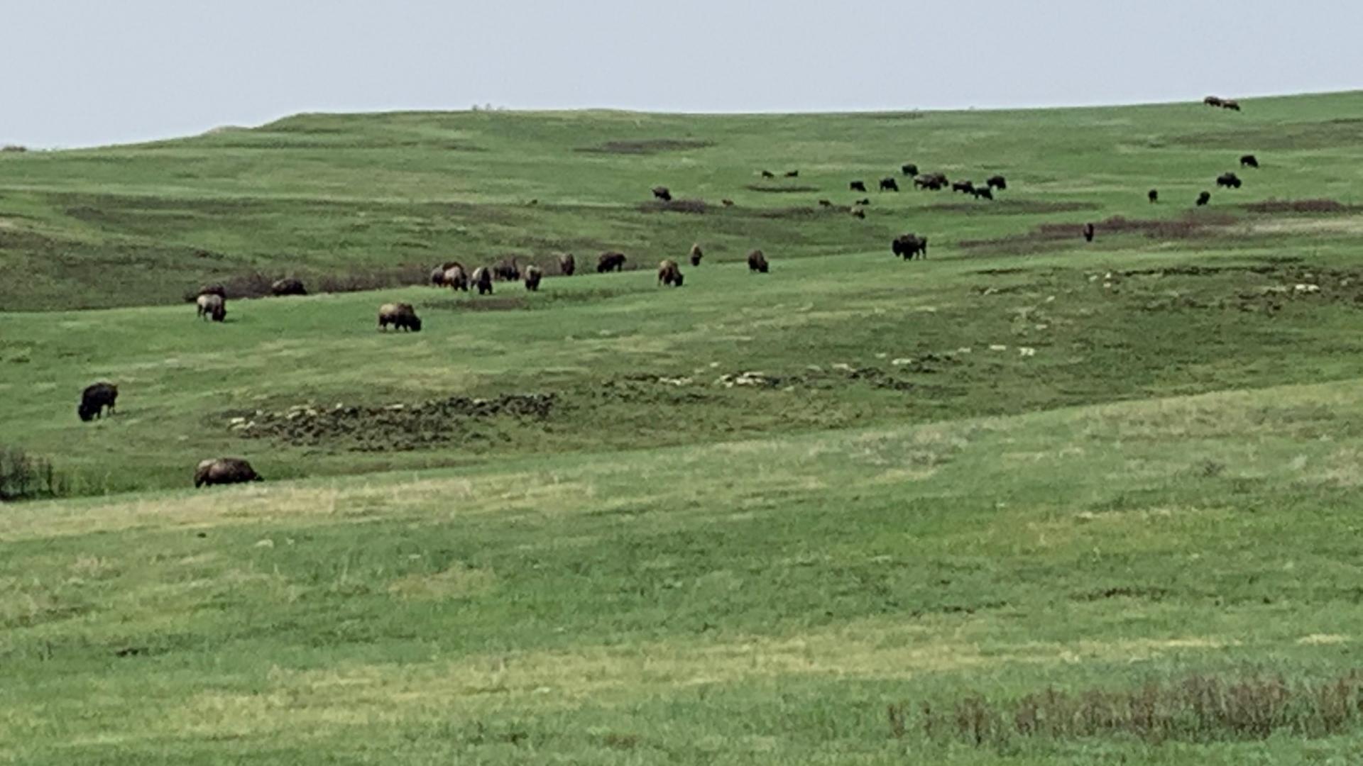 Buffalo grazing on tall grass prairie