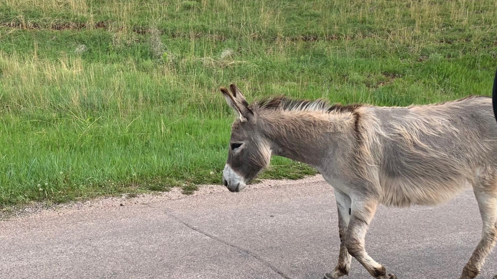 Wild burro, ND