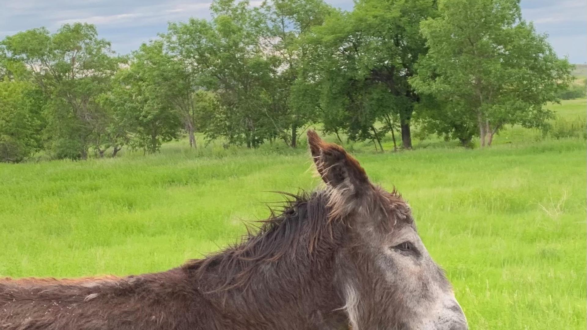 Wild burros, ND