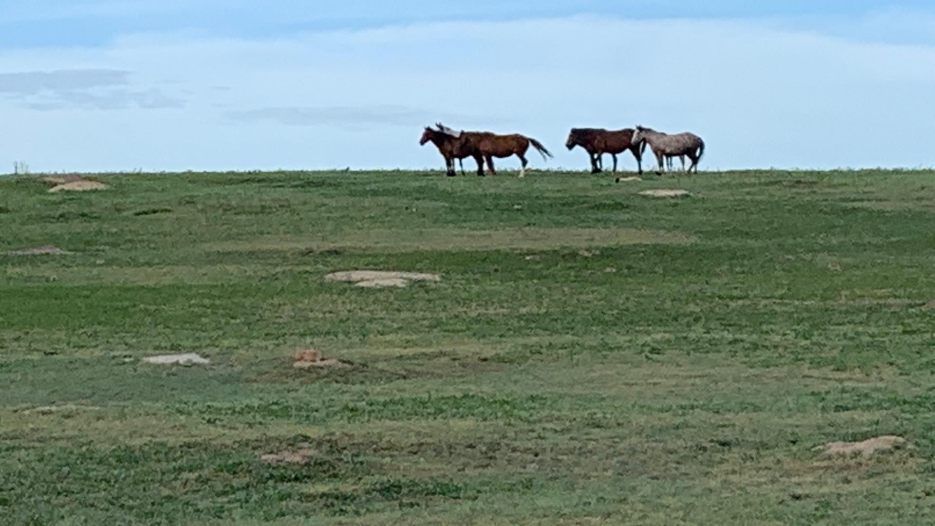 Wild horses on grassland