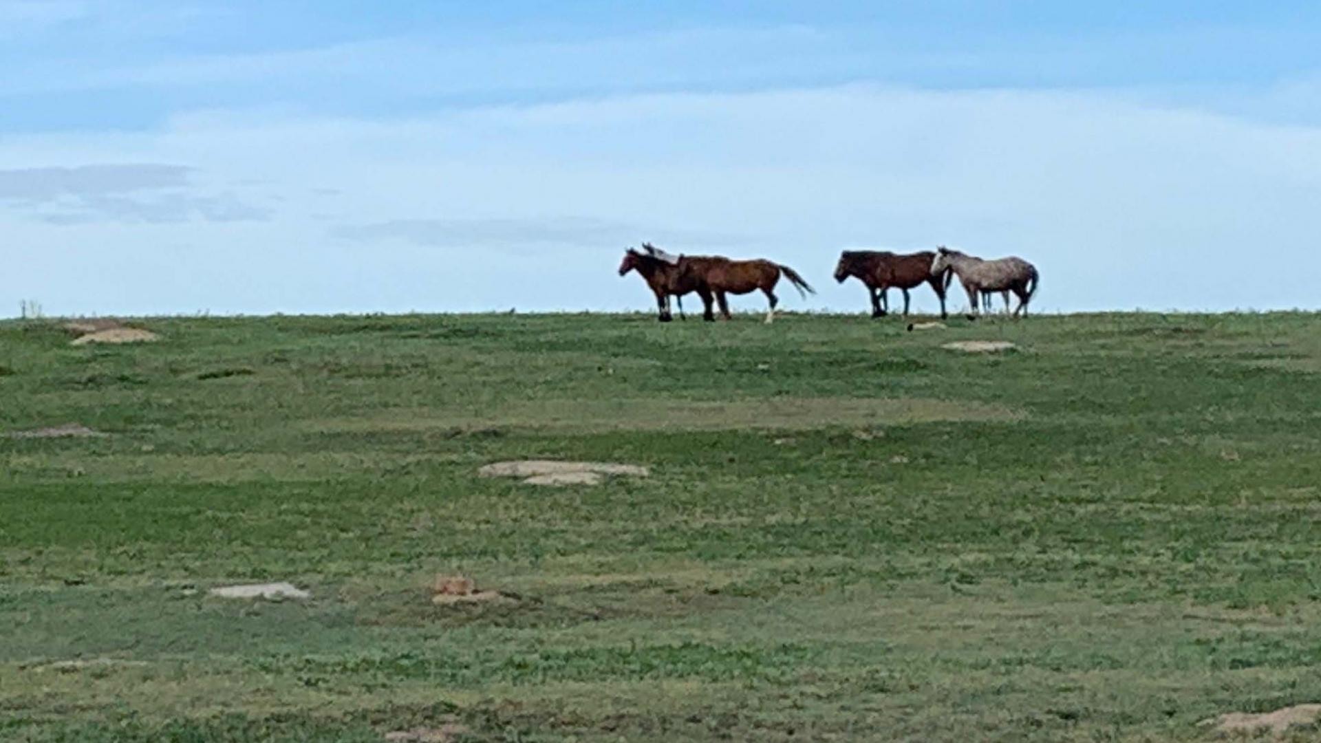 Horses and prairiedogs on grassland
