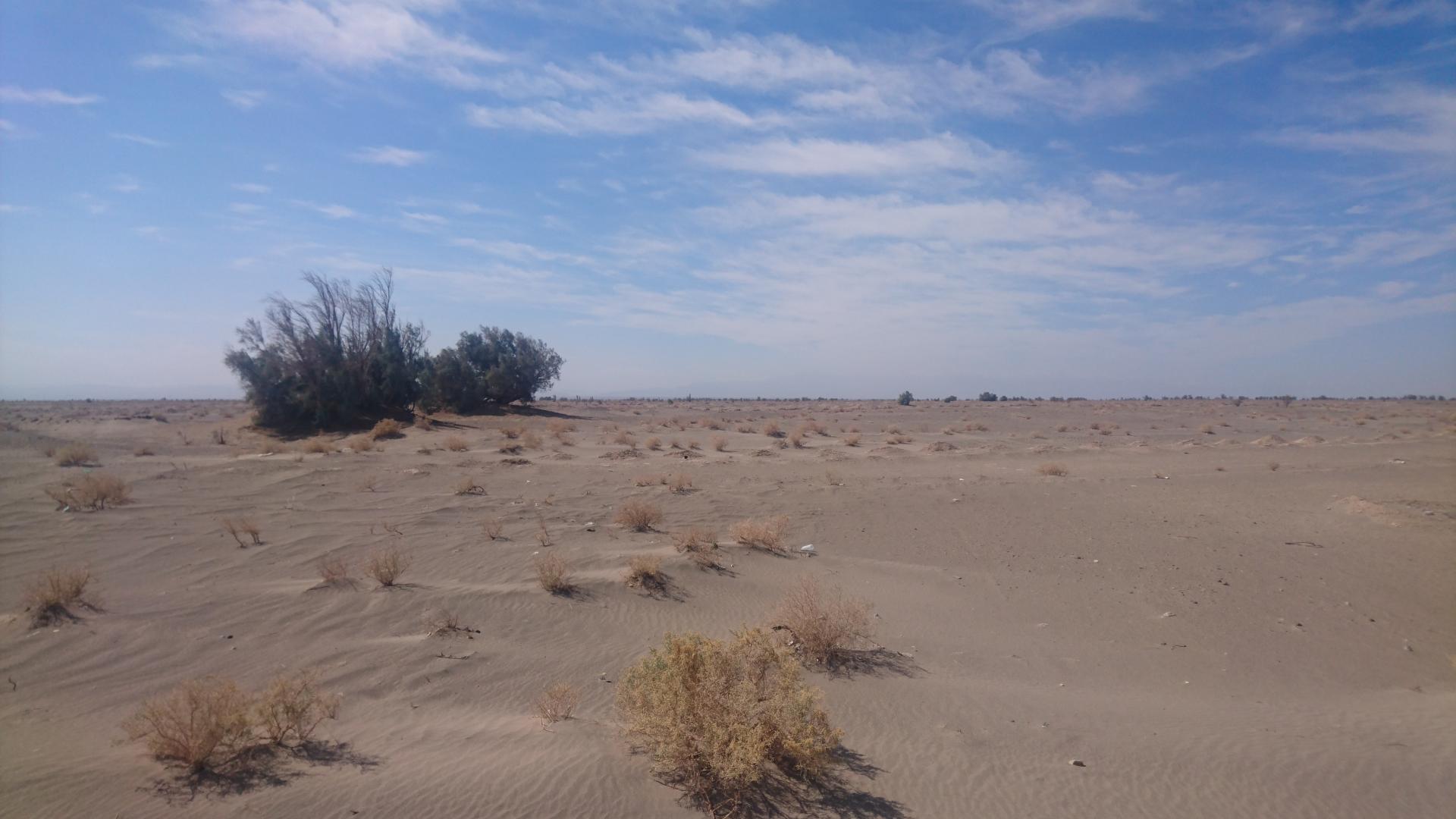 Sand overtaking grassland vegetation