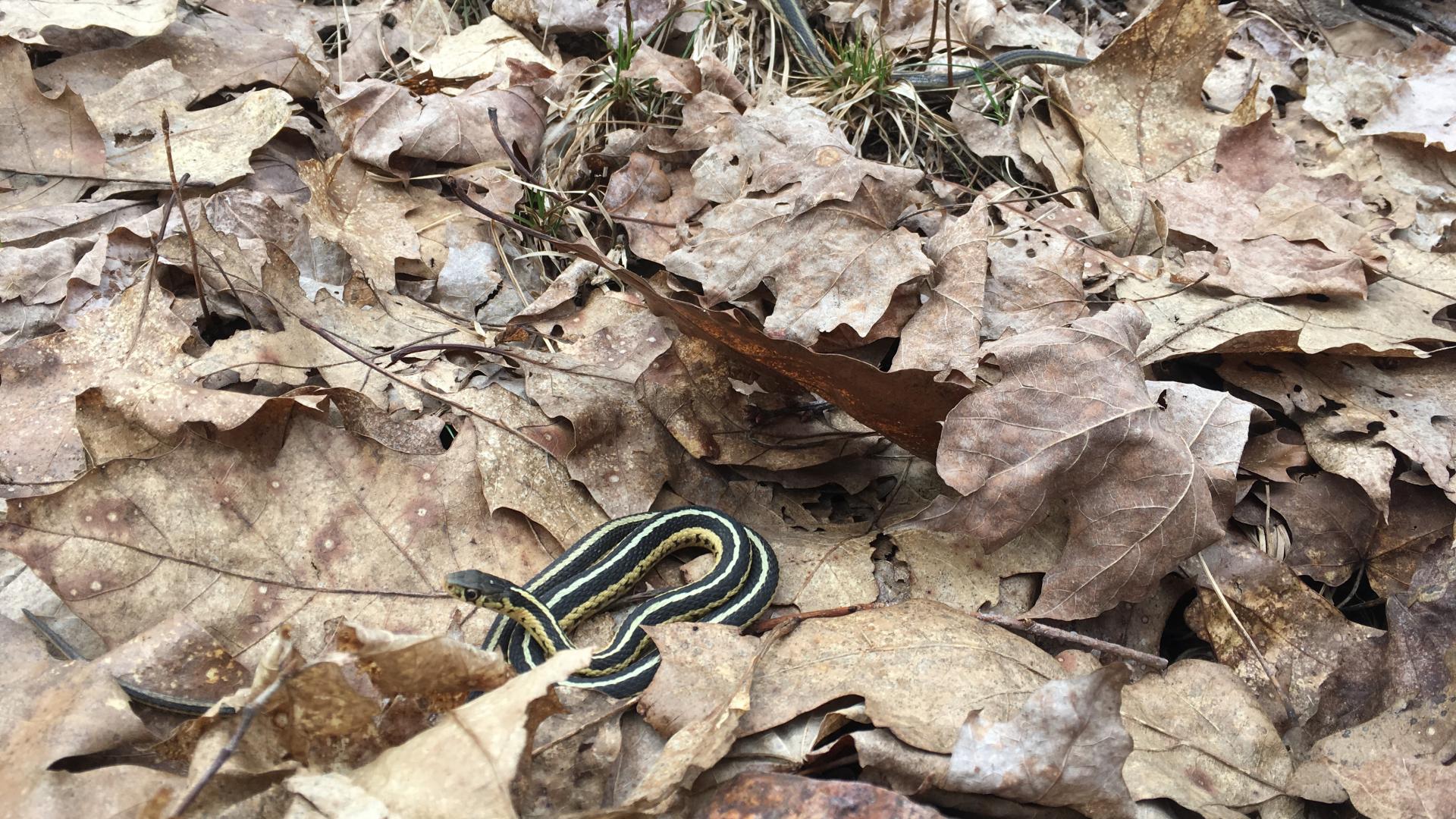 Snakes in leaf litter