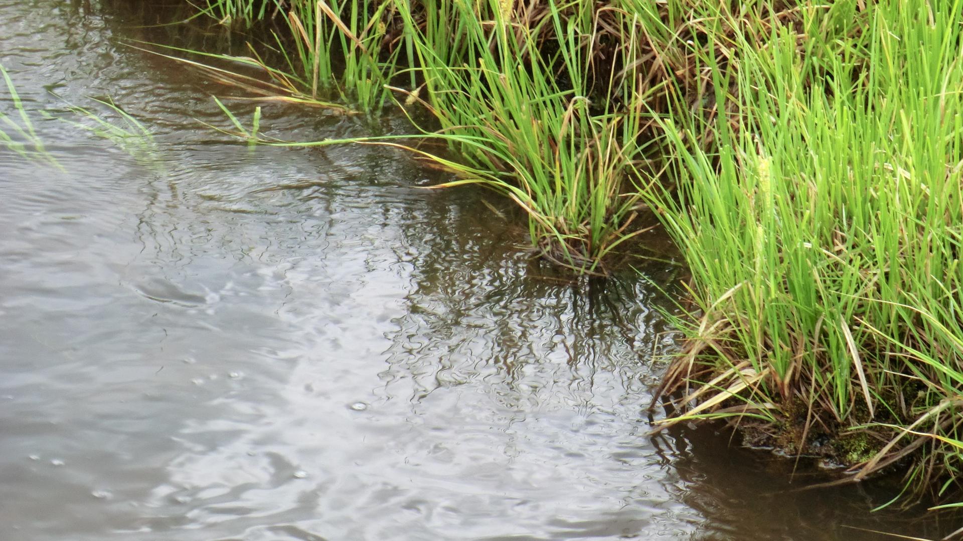 steam and riparian vegetation