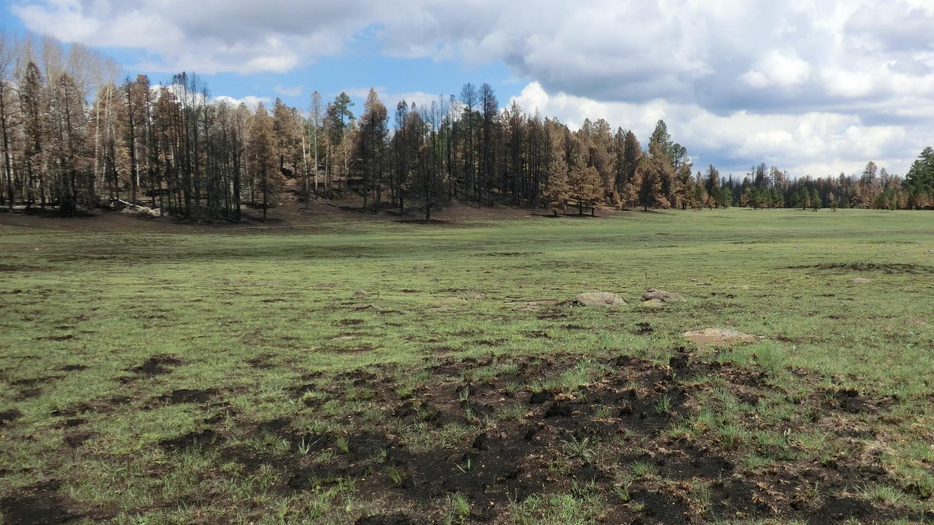 recently burned mountain meadow