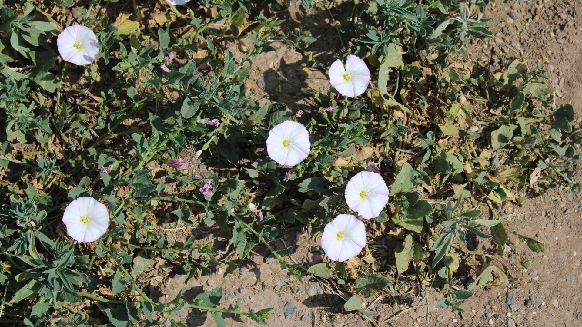 Field Bindweed