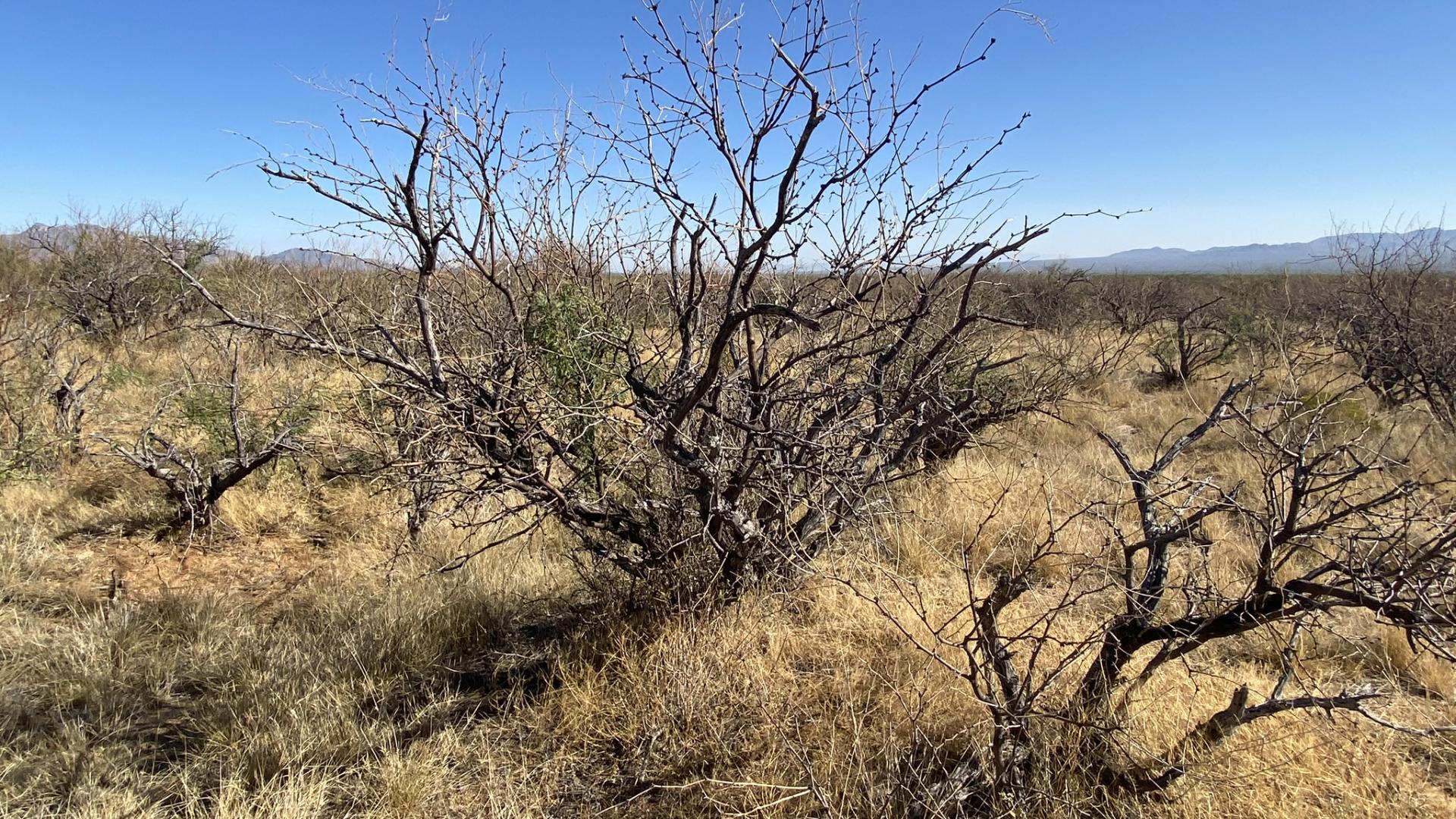 Treated Mesquite