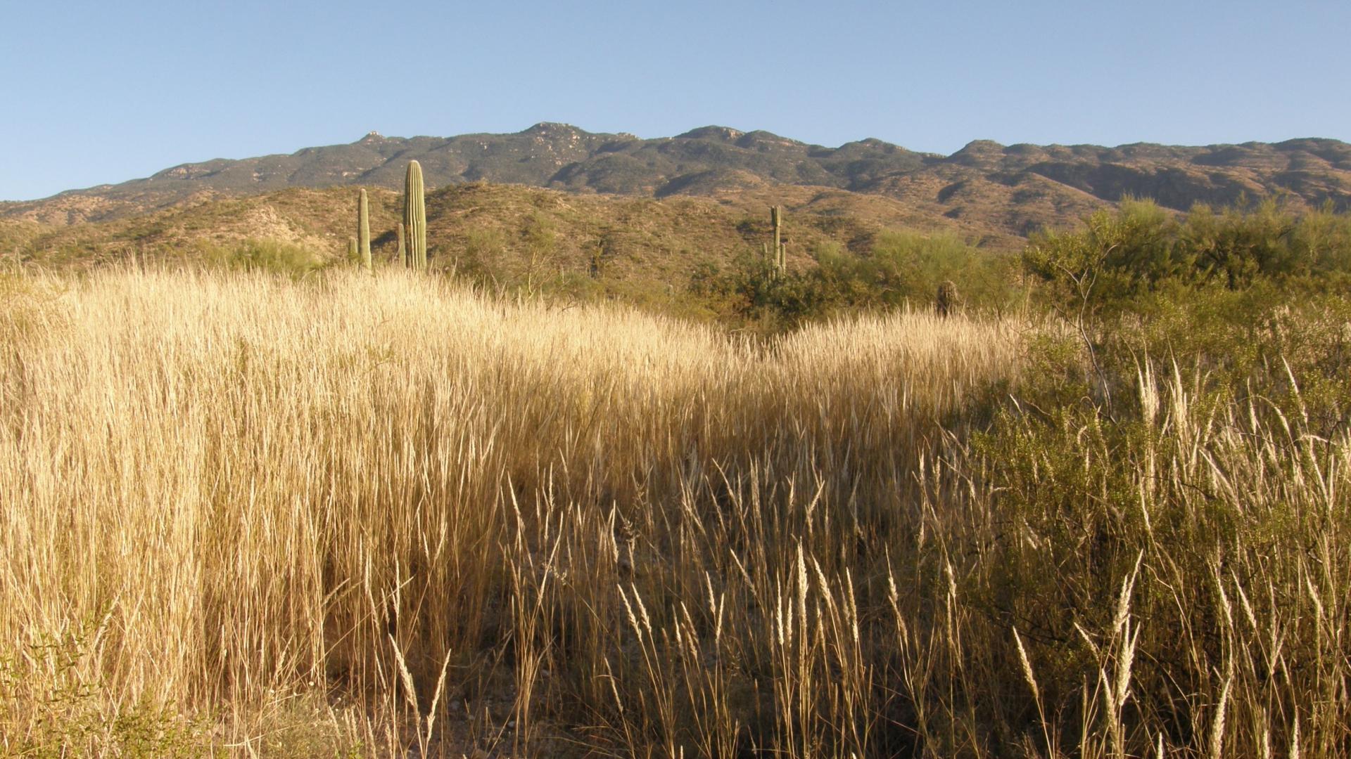 Enneapogon cenchroides invasive grass Saguaro Nat'l Park