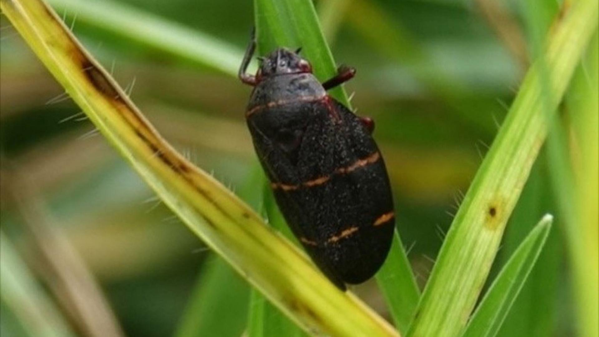 Spittle bug adult