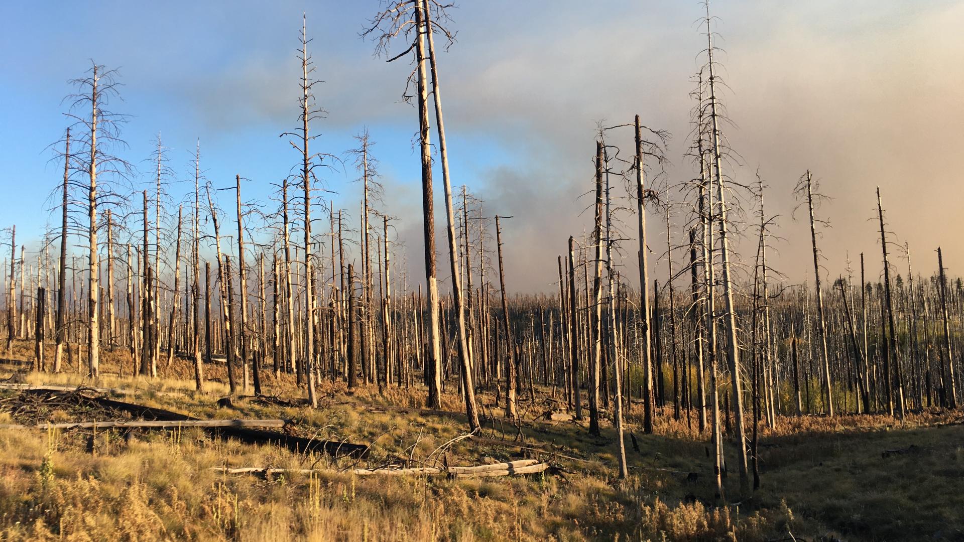 Post-fire Landscape