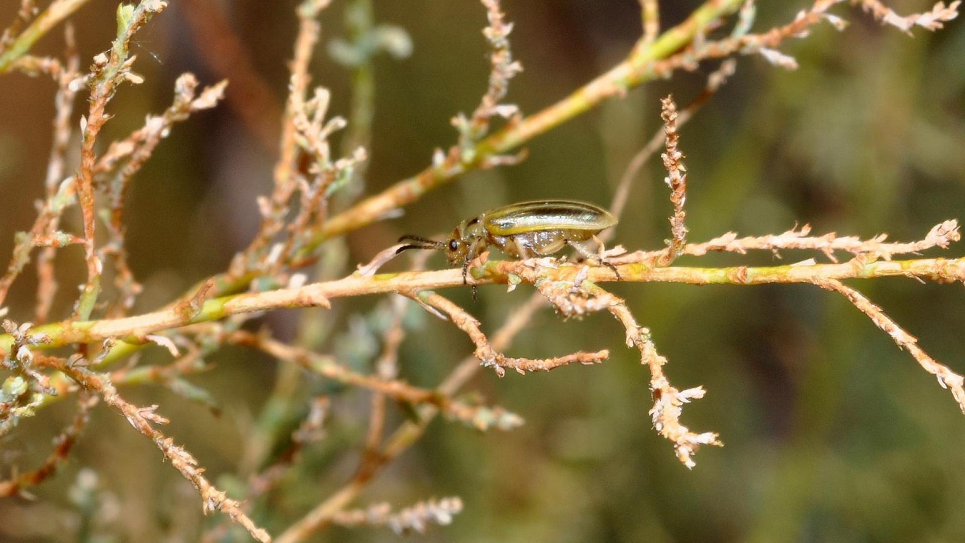 Tamarisk Beetle