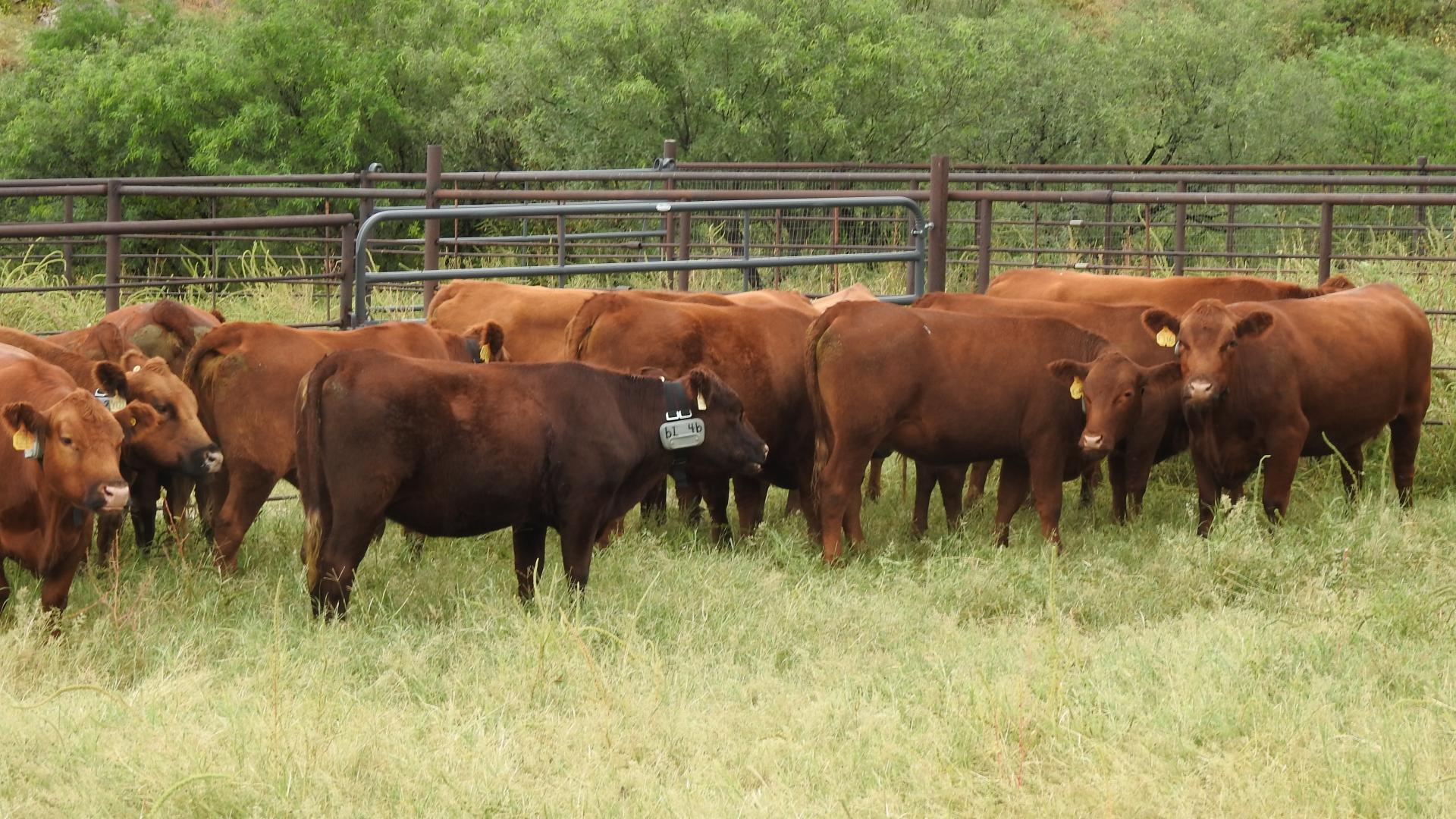 Collared Cattle in grazing study on Santa Rita Ranch in Arizona