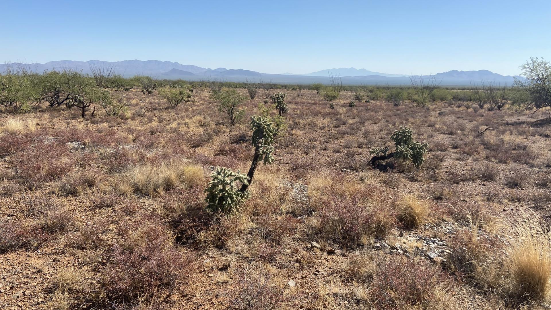 Seeded rock structure with new perennial grasses in Arizona