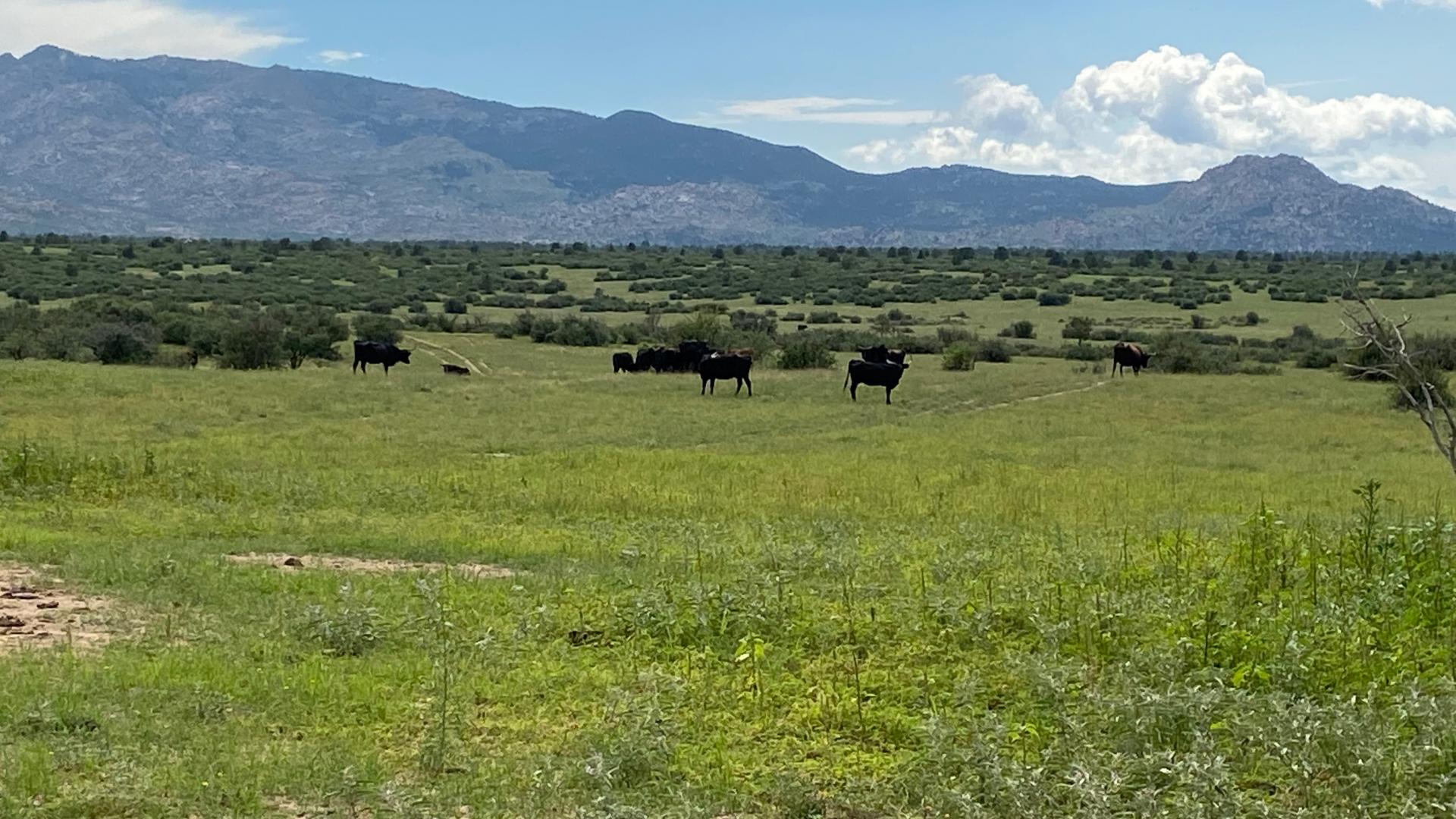 Cattle grazing on grass with mountains in backgrounnd