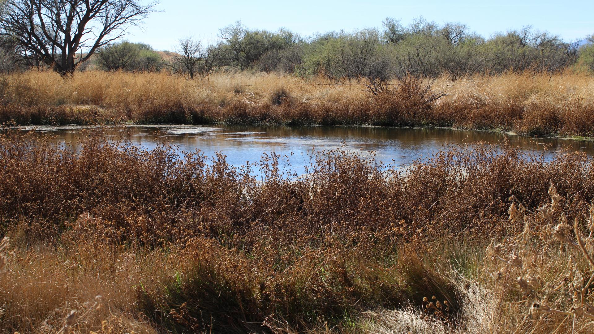 Pond with grasses and trees around it