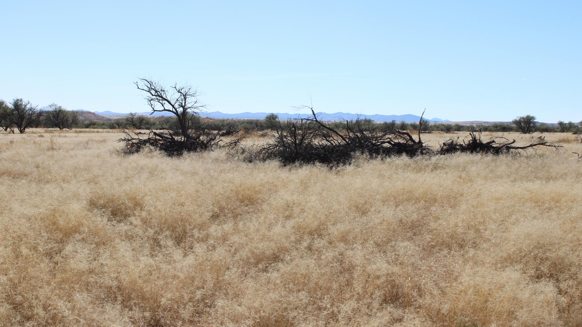 Mesquite slash piles following grubbing treatment