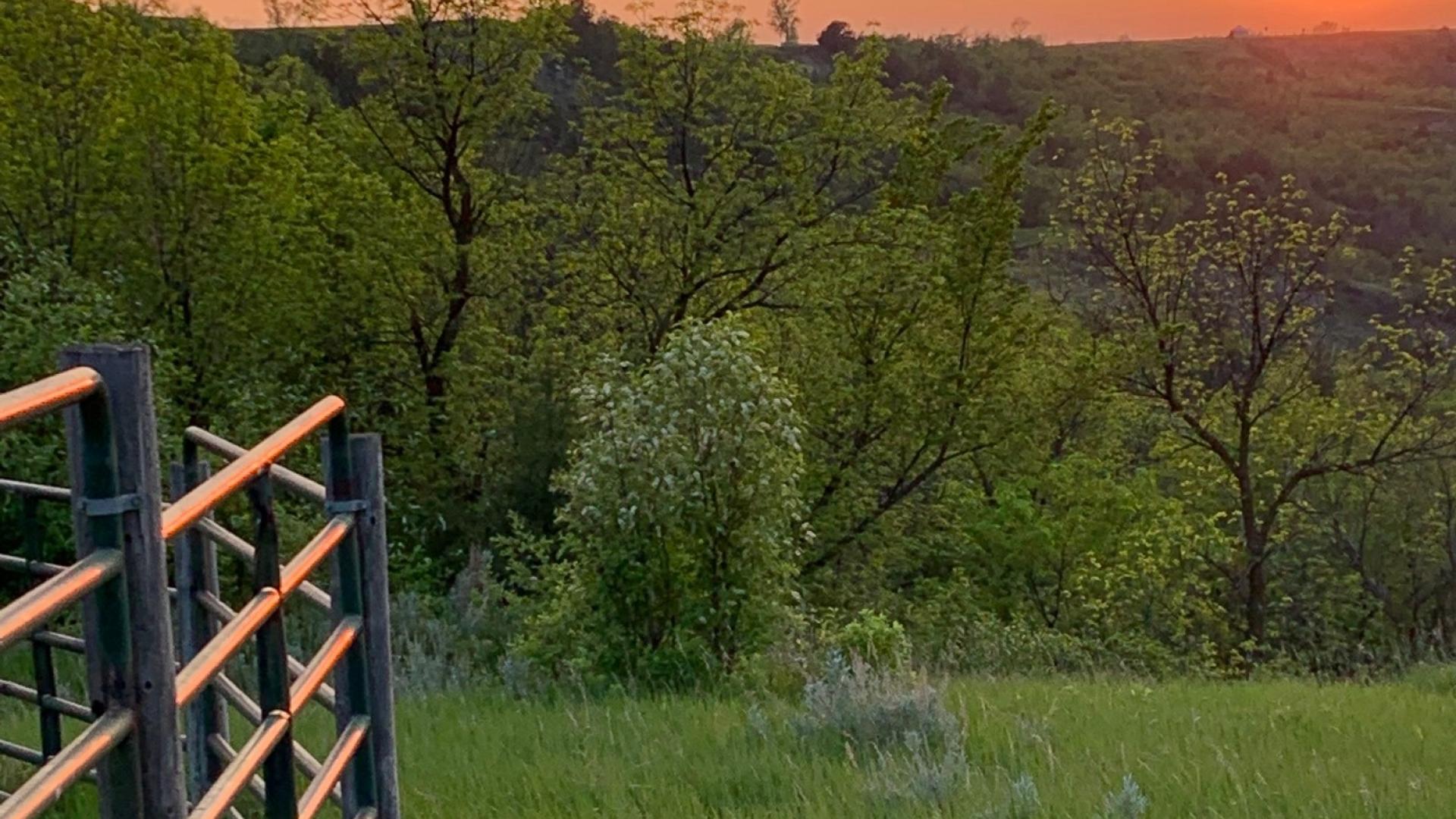 Sunset over trees and grass