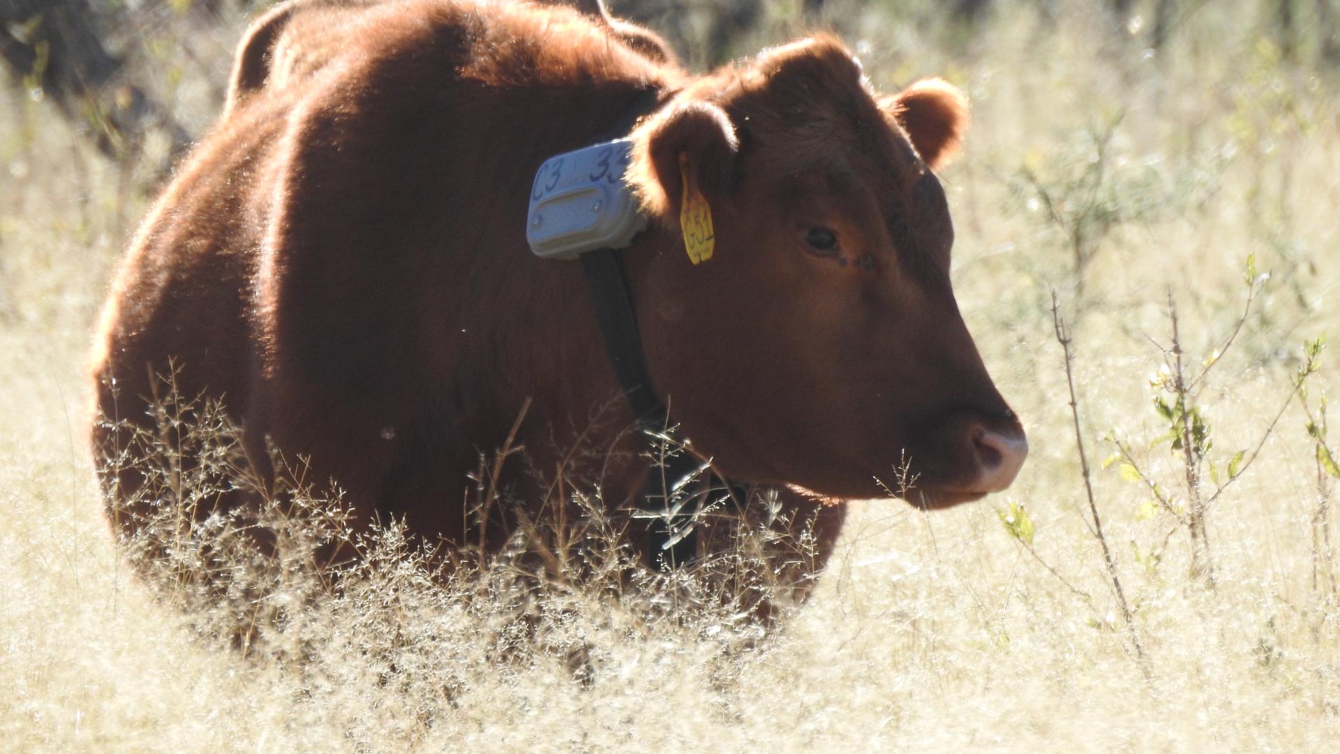 Cow wearing virtual collar