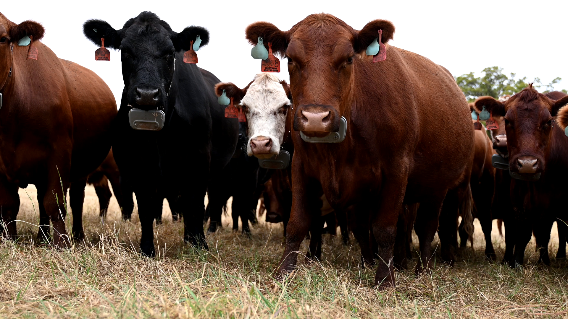 Cows wearing VF devices