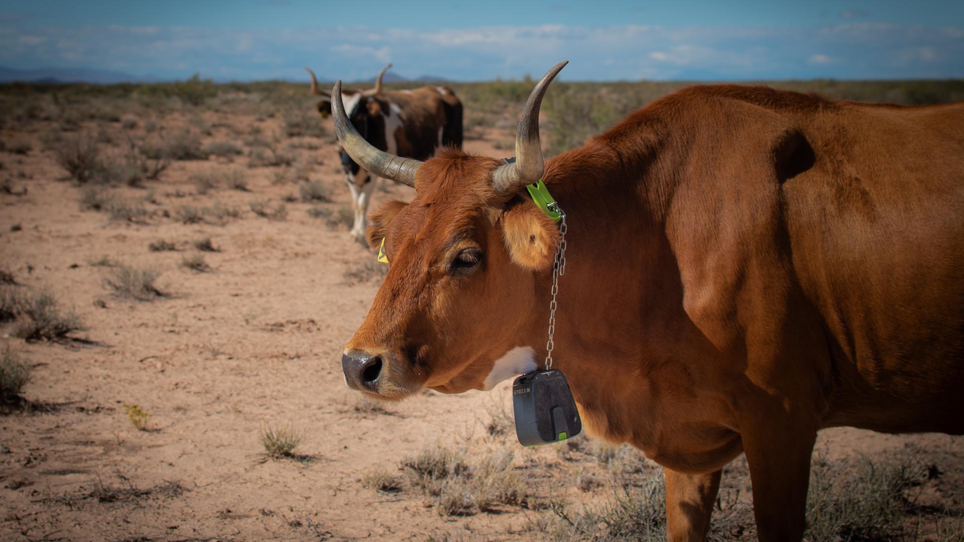 cow wearing VF device