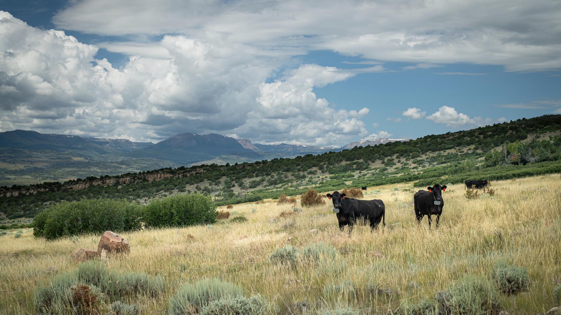 mountain with cows 