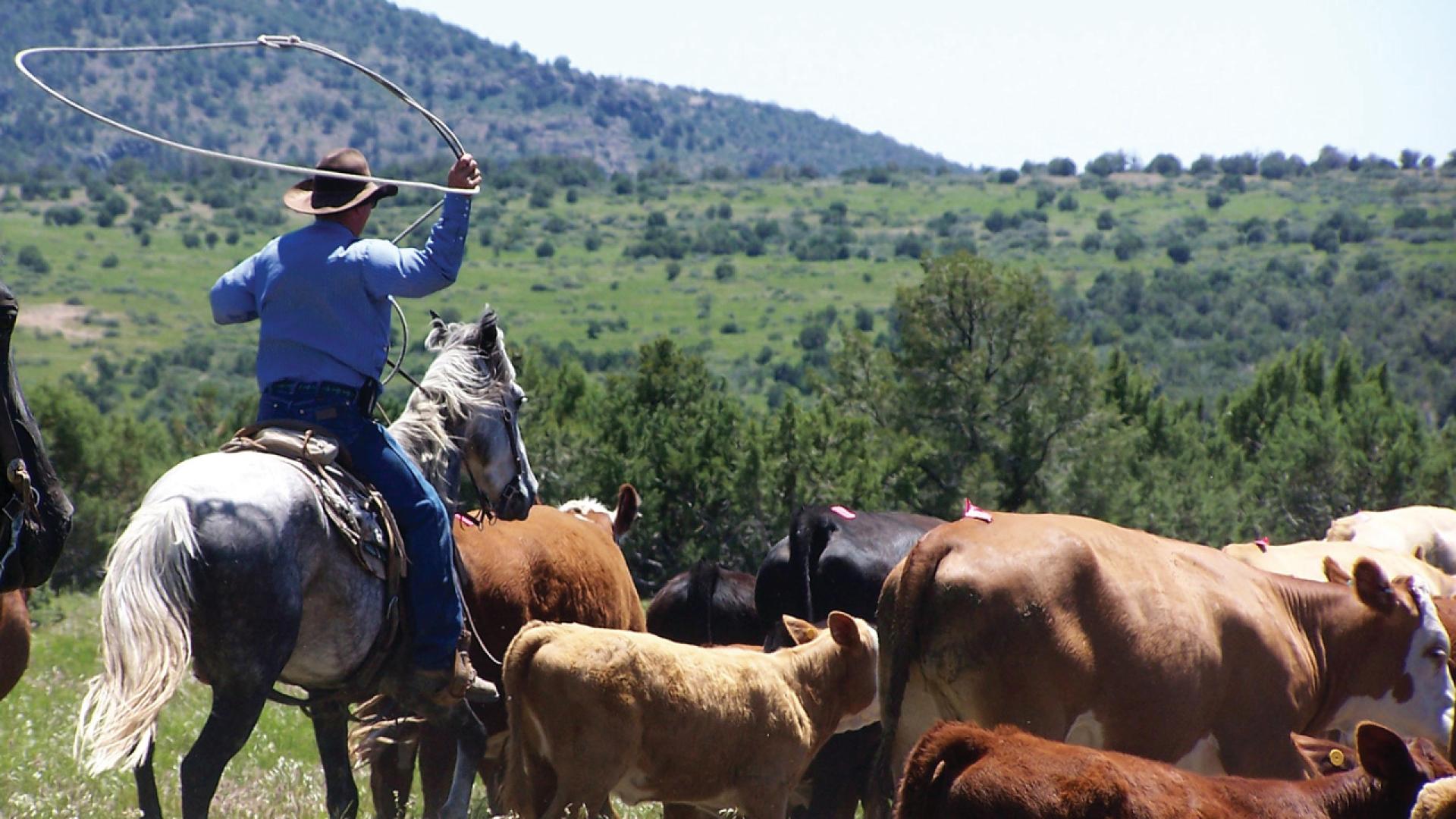 David Schaffer_Cattle Cowboy Lasso