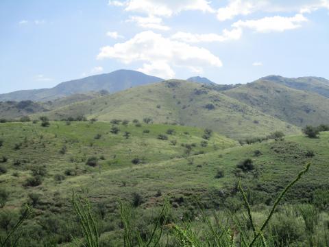 Shrub encroachment on rolling grasslands. Photo credit Austin Rutherford