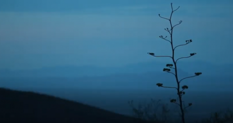 Misty blue landscape shot with agave stalk. 