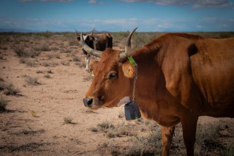 cow wearing VF device