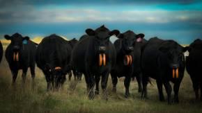 cows wearing vf devices
