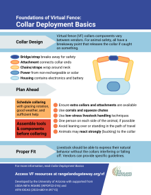 Graphic of the infographic showing the basics of collar deployment including general collar design, the need for planning head, and overview of proper fit.