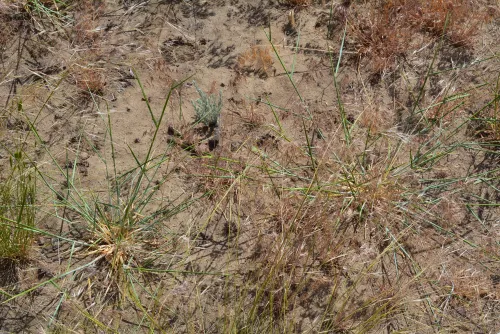 Grass plants establishing after fire