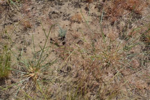 Grass plants establishing after fire