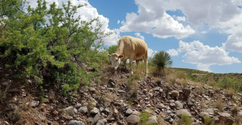 Cow grazing on rocky hill