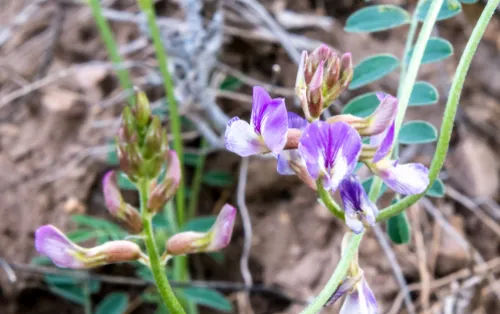Purple locoweed flower
