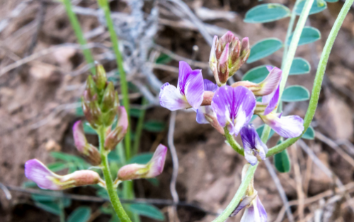 Purple locoweed flower