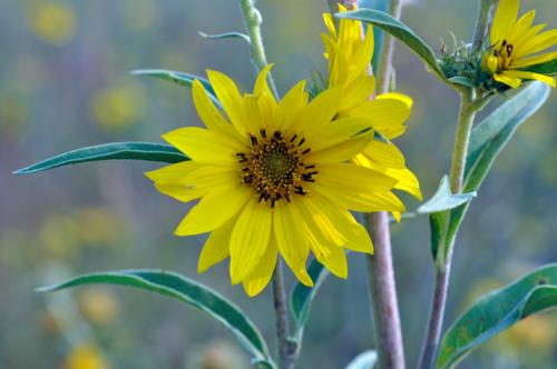 Helianthus maximiliani